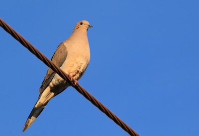 Résultat de recherche: Tourterelle