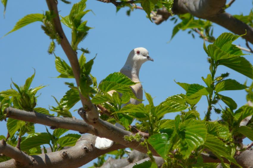 Une tourterelle curieuse et affamée