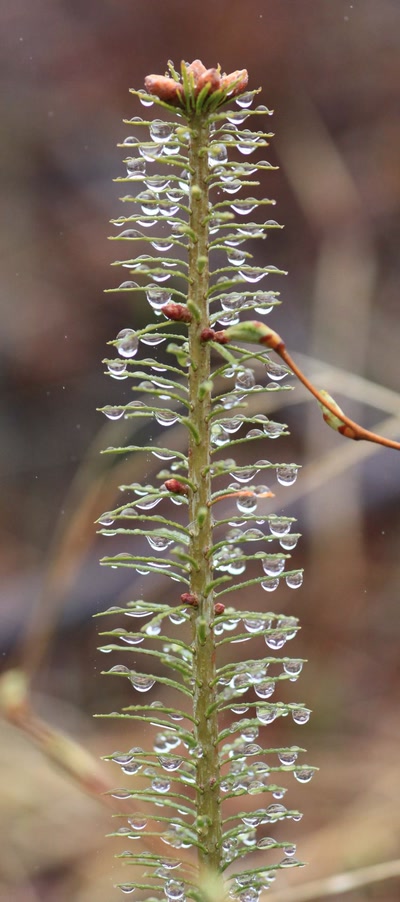 Résultat de recherche: Pousse de sapin.