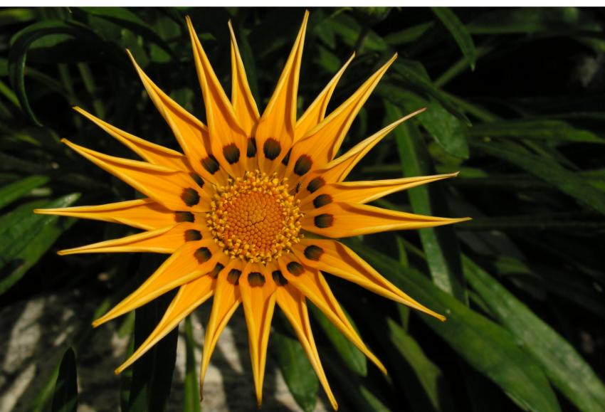 un gazania du,jardin
