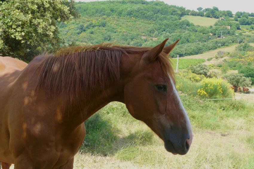 Flamme, une belle jument