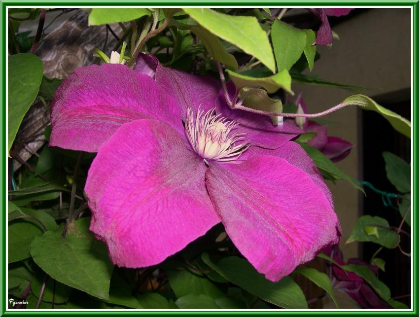 Le veloure de la clématite