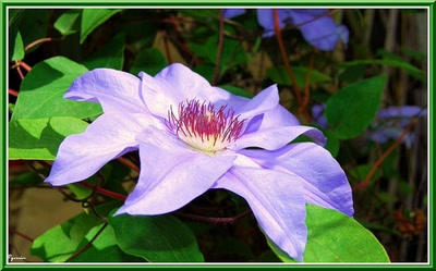 Œuvre de Pgarnier: Clématite