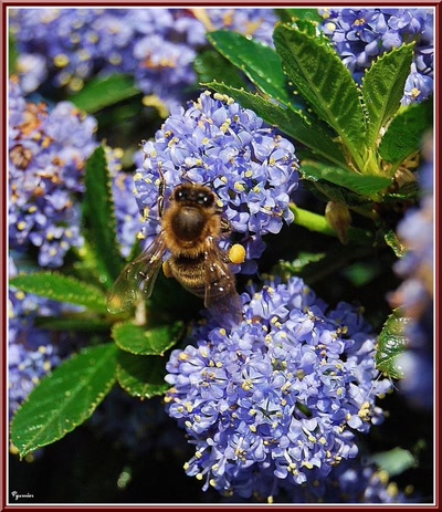 Résultat de recherche: La butineuse