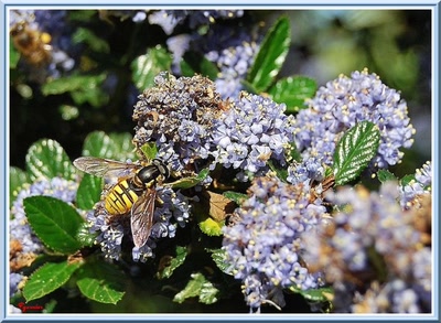 Résultat de recherche: Prèsqu'une gêpe.