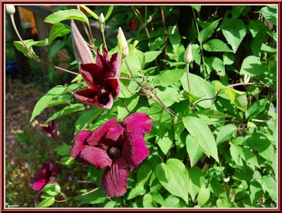 Œuvre de Pgarnier: Clématite