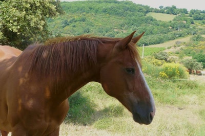 Résultat de recherche: Flamme, une belle jument