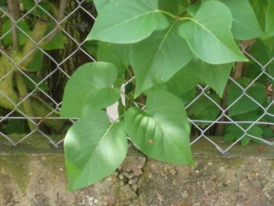 Résultat de recherche: essai de photo de feuille