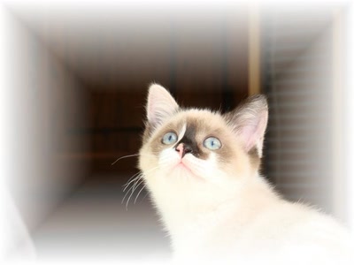 Œuvre de douze7: duchesse q a t elle vue