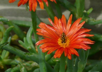 Résultat de recherche: une drôle de guêpe