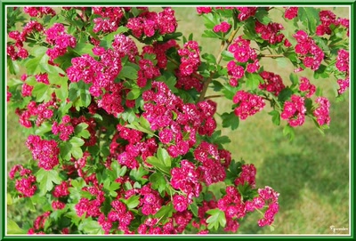 Œuvre de Pgarnier: Eglantier à fleurs rouge