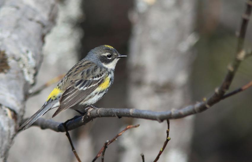 Paruline à croupion jaune.