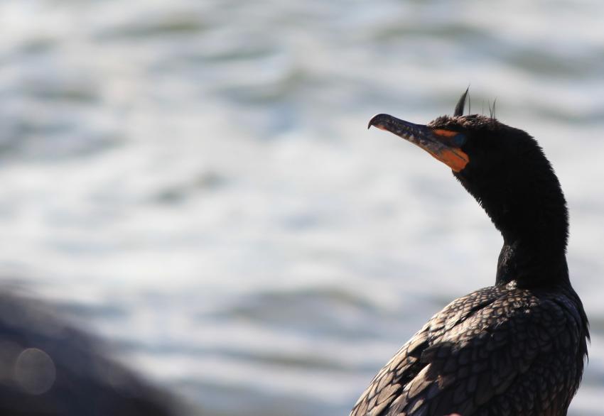 Cormorant à aigrettes.