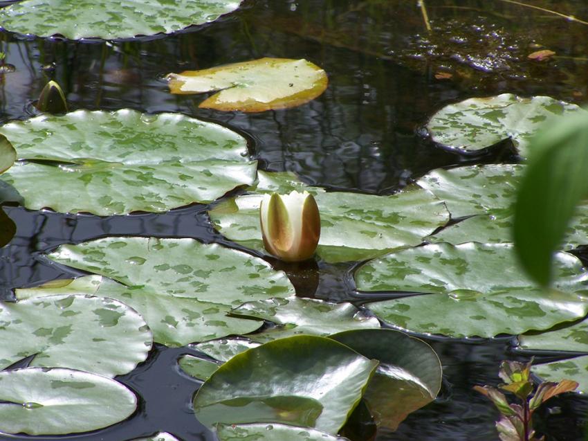 nénuphar