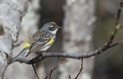 Résultat de recherche: Paruline à croupion jaune.