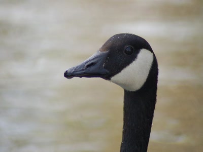 Résultat de recherche: le même
