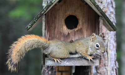 Résultat de recherche: Écureuil.
