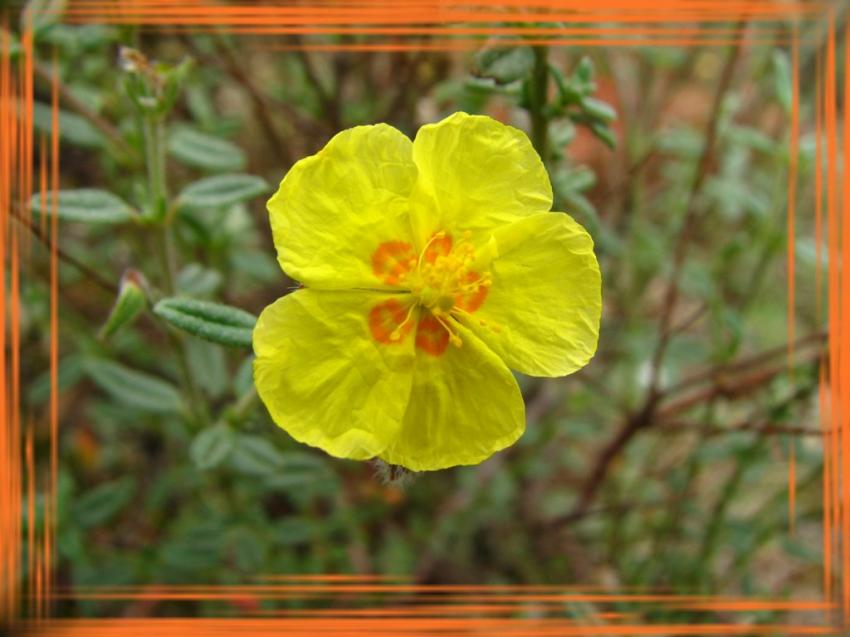 Hélianthéme a goutte