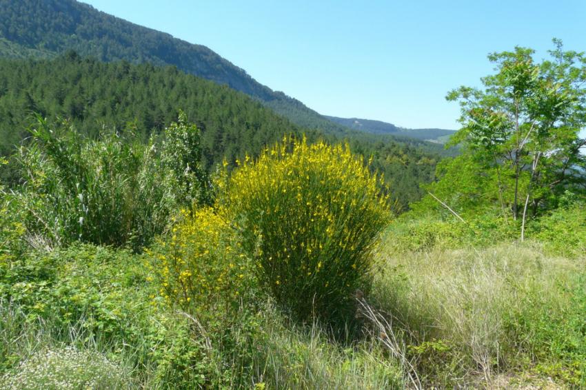 Paysage du Lodévois