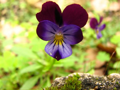 Résultat de recherche: petite pensée sauvage