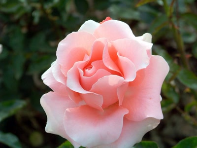 Œuvre de Alejandra: Pour vous.