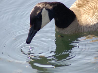 Résultat de recherche: gourmande