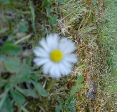 Œuvre de Magritte2: essai de photo de fleur