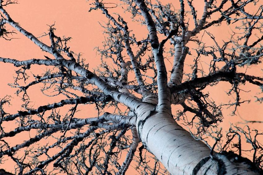 Contre-plongée en fin de journée