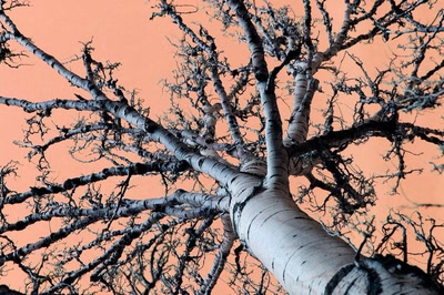 Résultat de recherche: Contre-plongée en fin de journée