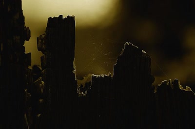 Œuvre de rami68: La vie renaît après le feu