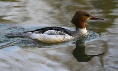 Résultat de recherche: Harle Bièvre