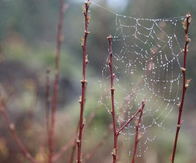 Résultat de recherche: Bruine et pluie.