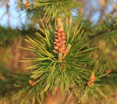 Résultat de recherche: Bourgeon de sapin