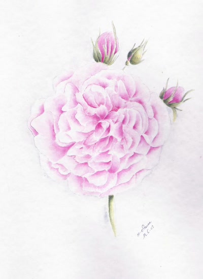 Résultat de recherche: ROSE