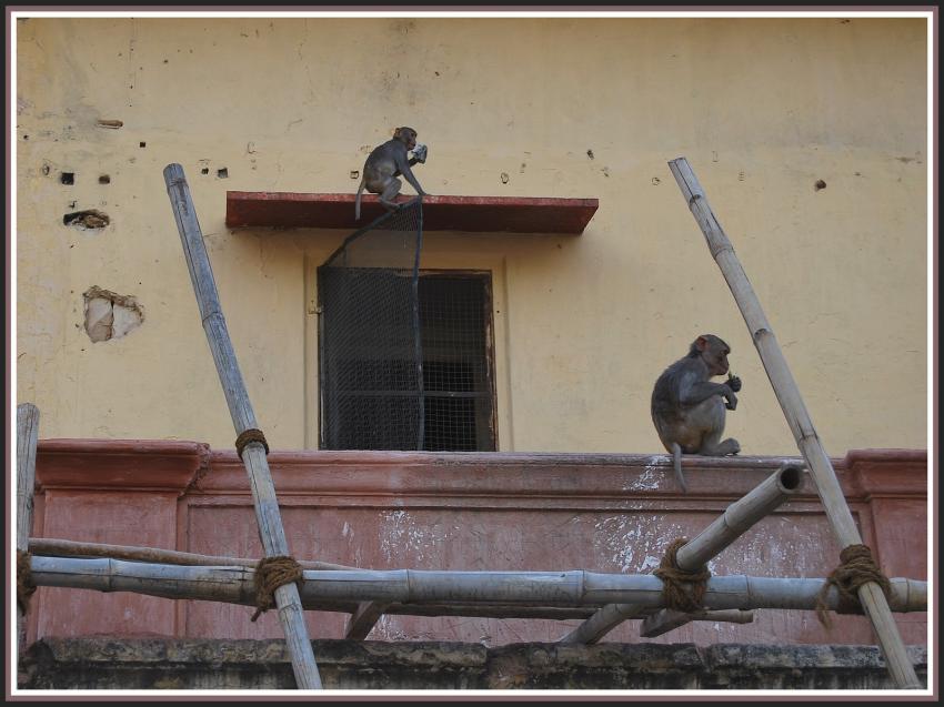 Singes à Jaipur