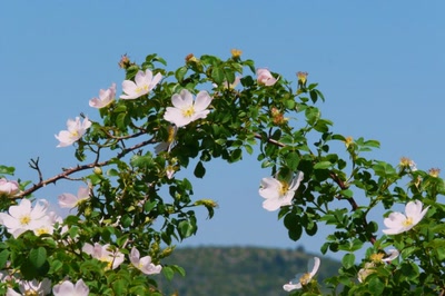 Résultat de recherche: Une arche d'aubépine