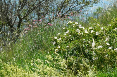 Résultat de recherche: Flore du Mont-St-Baudille (Hérault)