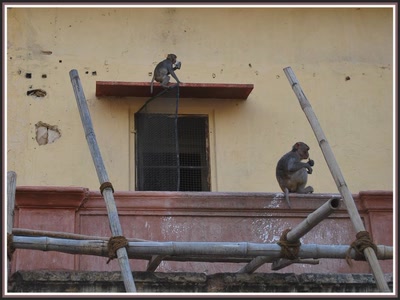 Singes à Jaipur