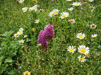 Œuvre de douze7: qui veut des fleurs