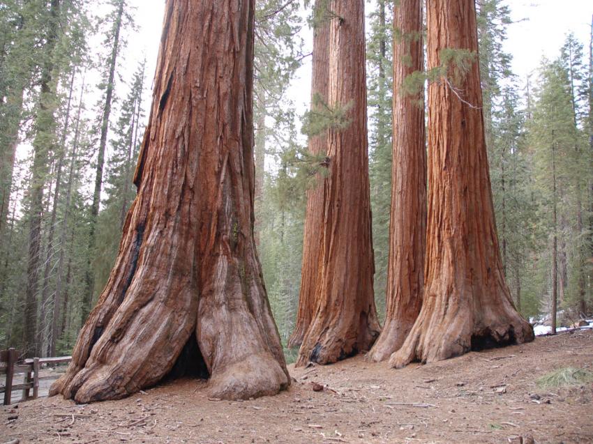 séquoias géants
