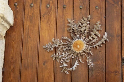 Résultat de recherche: fleur de carline