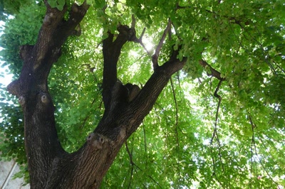 Résultat de recherche: Un vieux tilleul