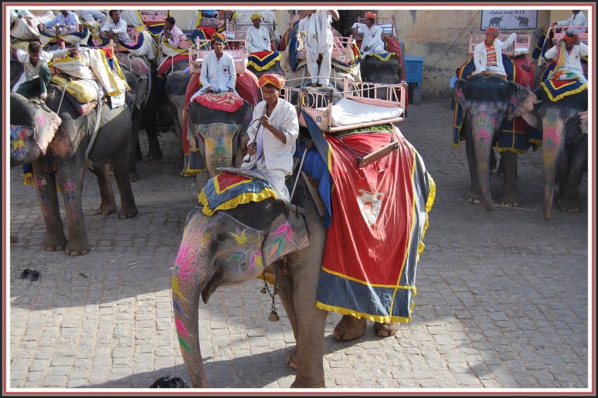 Elephants de Fort Amber (Jaipur-Inde)