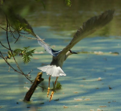 Œuvre de insousiant: héron bihoreau
