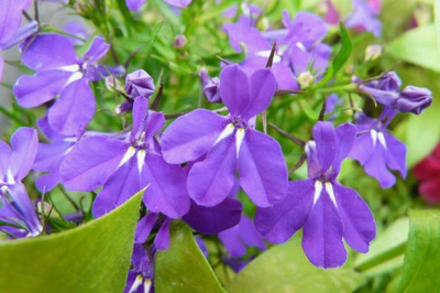 Résultat de recherche: Fleurs de lobélias