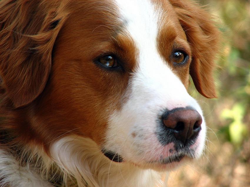 Vodka mon compagnon de " cordée "