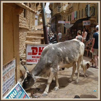 Vache sacrée à Jaisalmer (Rajasthan)