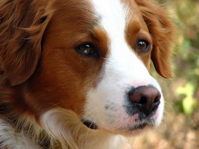 Résultat de recherche: Vodka mon compagnon de " cordée "