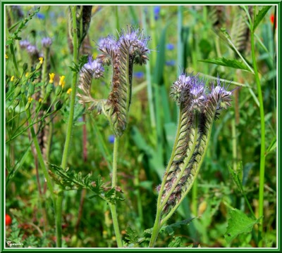 Œuvre de Pgarnier: La Chatonnière
