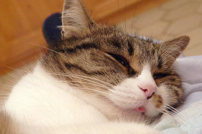 Résultat de recherche: Soirées d'hiver